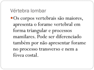 Vértebra lombar 
Os corpos vertebrais são maiores, apresenta o forame vertebral em forma triangular e processos mamilares. Pode ser diferenciado também por não apresentar forame no processo transverso e nem a fóvea costal.  