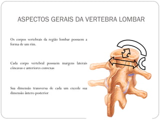 ASPECTOS GERAIS DA VERTEBRA LOMBAR 
Os corpos vertebrais da região lombar possuem a forma de um rim. 
Cada corpo vertebral possuem margens laterais côncavas e anteriores convexas 
Sua dimensão transversa de cada um excede sua dimensão ântero-posterior  