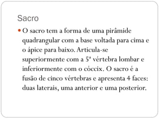 Sacro 
O sacro tem a forma de uma pirâmide quadrangular com a base voltada para cima e o ápice para baixo. Articula-se superiormente com a 5ª vértebra lombar e inferiormente com o cóccix. O sacro é a fusão de cinco vértebras e apresenta 4 faces: duas laterais, uma anterior e uma posterior.  