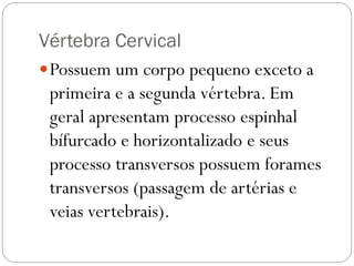 Vértebra Cervical 
Possuem um corpo pequeno exceto a primeira e a segunda vértebra. Em geral apresentam processo espinhal bífurcado e horizontalizado e seus processo transversos possuem forames transversos (passagem de artérias e veias vertebrais).  