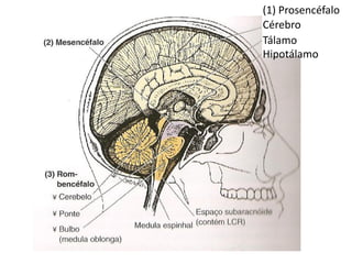 (1) Prosencéfalo
Cérebro
Tálamo
Hipotálamo
 