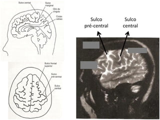 Sulco       Sulco
pré-central   central
 