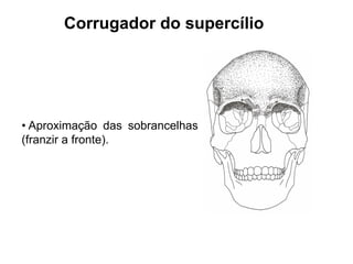 Corrugador do supercílio




• Aproximação das sobrancelhas
(franzir a fronte).
 