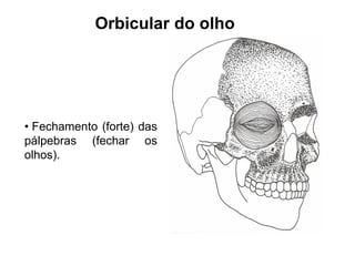 Orbicular do olho




• Fechamento (forte) das
pálpebras (fechar os
olhos).
 