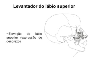 Levantador do lábio superior




• Elevação   do    lábio
superior (expressão de
desprezo).
 