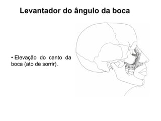 Levantador do ângulo da boca




• Elevação do canto da
boca (ato de sorrir).
 