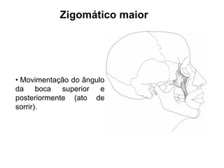 Zigomático maior




• Movimentação do ângulo
da boca superior e
posteriormente (ato de
sorrir).
 