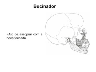 Bucinador




• Ato de assoprar com a
boca fechada.
 