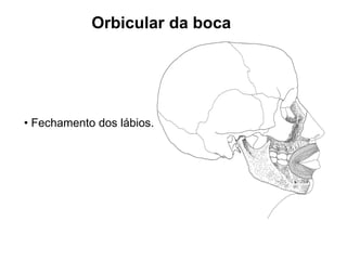 Orbicular da boca




• Fechamento dos lábios.
 