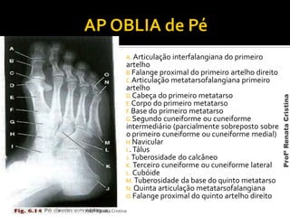 A. Articulação interfalangiana do primeiro
artelho
B.Falange proximal do primeiro artelho direito
C.Articulação metatarsofalangiana primeiro
artelho
D.Cabeça do primeiro metatarso
E.Corpo do primeiro metatarso
F.Base do primeiro metatarso
G.Segundo cuneiforme ou cuneiforme
intermediário (parcialmente sobreposto sobre
o primeiro cuneiforme ou cuneiforme medial)
H.Navicular
I..Tálus
J. Tuberosidade do calcâneo
K. Terceiro cuneiforme ou cuneiforme lateral
L. Cubóide
M. Tuberosidade da base do quinto metatarso
N. Quinta articulação metatarsofalangiana
O.Falange proximal do quinto artelho direito
Profª Renata Cristina
ProfªRenataCristina
 