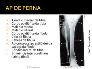 A. Côndilo media I da tíbia
B. Corpo ou diáfise da tíbia
C. Maléolo medial
D. Maléolo lateral
E. Corpo ou diáfise da fíbula
F. Colo da fíbula
G. Cabeça da fíbula
H. Ápice (processo estilóide) da
cabeça da fíbula
I. Côndilo lateral da tíbia
J. Eminência intercondiliana
(crista tibial)
Profª Renata Cristina
ProfªRenataCristina
 