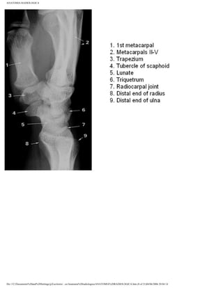 Romanulus Radiopaedia Anatomia radiologica | PDF