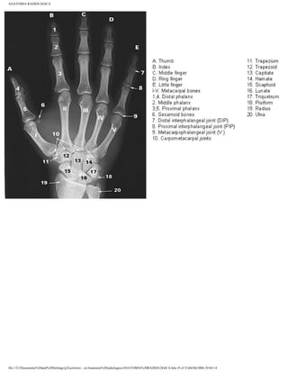 Anatomia radiologica | PDF