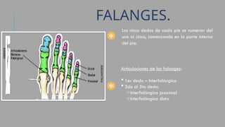 anatomia radiologica de pie y proyecciones.pptx