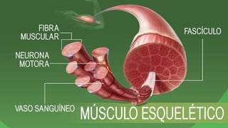 ANATOMIA RADIOLOGICA I HUESOS Y MUSCULOS.pptx
