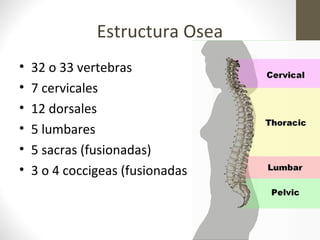 Estructura Osea
• 32 o 33 vertebras
• 7 cervicales
• 12 dorsales
• 5 lumbares
• 5 sacras (fusionadas)
• 3 o 4 coccigeas (fusionadas
 