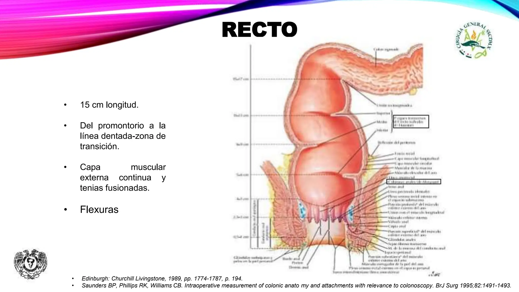 Anatomía Del Ano C16FC Anatomía Del Recto Y Canal Anal: Detalles