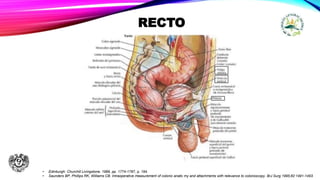Rectpo ANATOMIA RECTO Y ANO.pptx