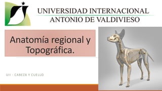 Anatomía regional y
Topográfica.
UII - CABEZA Y CUELLO
 