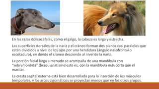 Anatomia Regional Y Topografia pdf Anatomia Regional Y Topografia pdf
