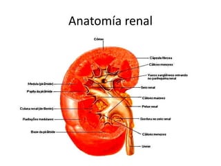 Anatomía renal 
