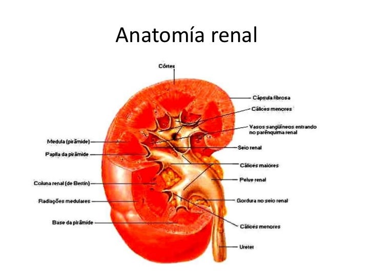 Sistema urinario anatomia e fisiologia