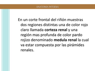 Anatomia renal | PPTX