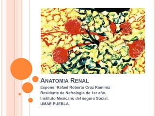 ANATOMIA RENAL
Expone: Rafael Roberto Cruz Ramirez
Residente de Nefrologia de 1er año.
Instituto Mexicano del seguro Social.
UMAE PUEBLA.
 