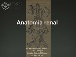 Anatomía renal
Dr Alfonso Montes de Oca G.
R2 Urología
Hospital Regional Monterrey
09 abril del 2017
 