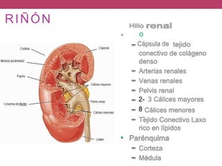 Anatomia Renal.pptx