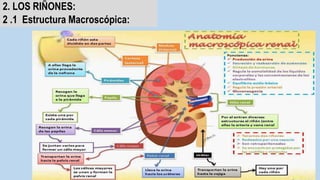 Anatomía microscópica del riñón
2.2.Estructura microscópica:
La nefrona: el corpúsculo y el túbulo renal
 