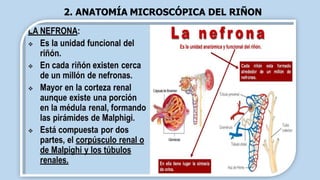 2. ANATOMÍA MICROSCÓPICA DEL RIÑON
 