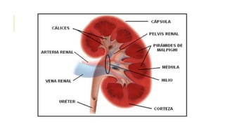 Anatomía Renal.pptx