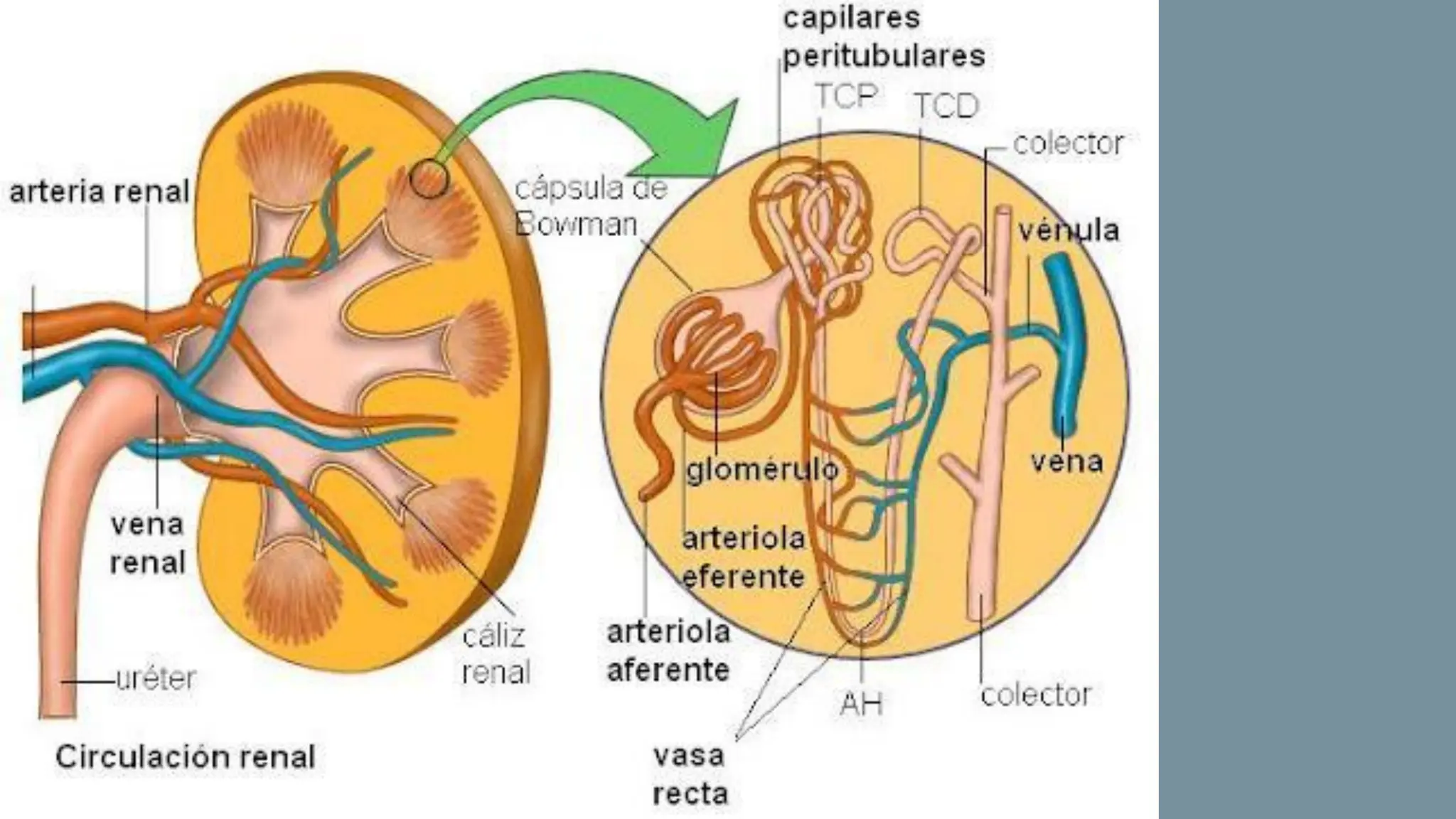 Anatomía DE LOS RIÑONES HUMANOS PRESENTACION | PPT
