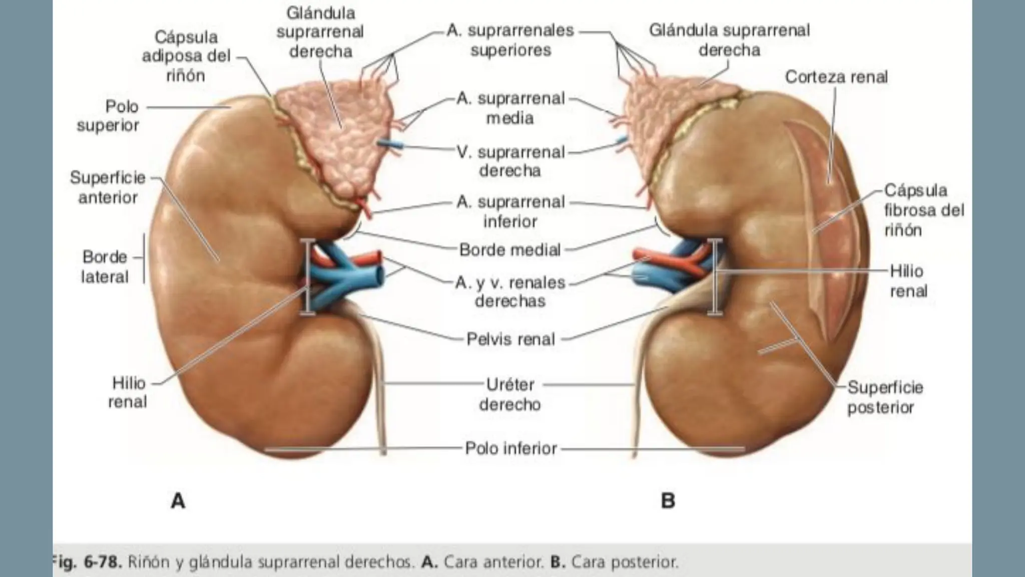 Anatomía DE LOS RIÑONES HUMANOS PRESENTACION | PPT