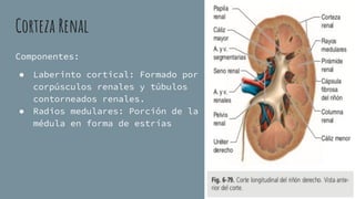 Anatomía DE LOS RIÑONES HUMANOS PRESENTACION | PDF