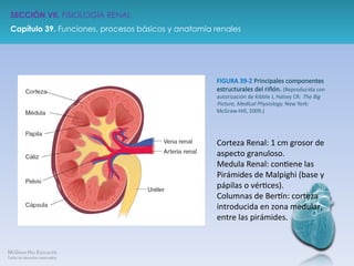 ANATOMIA RENAL.ppt anatomía renal anatomia | PPT
