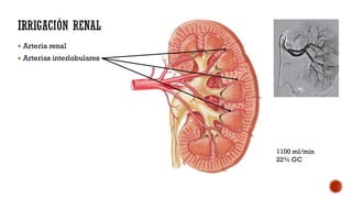 ANATOMIA RENAL HEMODIALISIS, NEFROLOGIA. | PDF