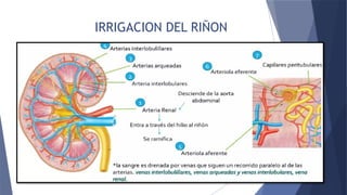 Anatomía renal con sus estructuras.pptx