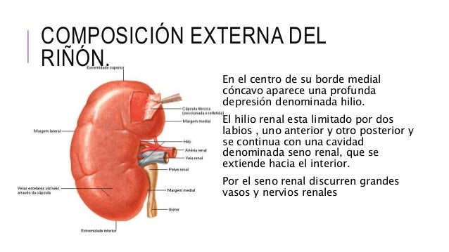 Anatomia y fisiologia renal