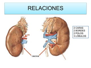 anatomia renal oficial.pptx