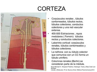 anatomia renal oficial.pptx