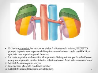 • En la cara posterior las relaciones de los 2 riñones es la misma, EXCEPTO
porque la parte mas superior del izquierdo se relaciona con la costilla 11 ya
que esta mas superior que el derecho.
• La parte superior se denomina el segmento diafragmático, por la relación con
este y un segmento lumbar inferior relacionado con 3 estructuras musculares:
 Medial: Musculo psoas mayor
 Intermedio: Musculo cuadrado lumbar
 Lateral: Musculo transverso del abdomen
 