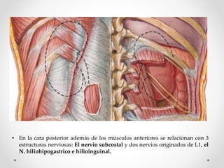 • En la cara posterior además de los músculos anteriores se relacionan con 3
estructuras nerviosas: El nervio subcostal y dos nervios originados de L1, el
N. hiliohipogastrico e hilioinguinal.
 