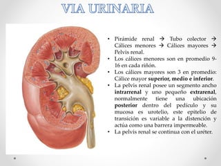 • Pirámide renal  Tubo colector 
Cálices menores  Cálices mayores 
Pelvis renal.
• Los cálices menores son en promedio 9-
16 en cada riñón.
• Los cálices mayores son 3 en promedio:
Cálice mayor superior, medio e inferior.
• La pelvis renal posee un segmento ancho
intrarrenal y uno pequeño extrarenal,
normalmente tiene una ubicación
posterior dentro del pedículo y su
mucosa es urotelio, este epitelio de
transición es variable a la distención y
actúa como una barrera impermeable.
• La pelvis renal se continua con el uréter.
 