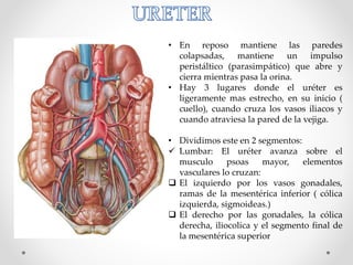 • En reposo mantiene las paredes
colapsadas, mantiene un impulso
peristáltico (parasimpático) que abre y
cierra mientras pasa la orina.
• Hay 3 lugares donde el uréter es
ligeramente mas estrecho, en su inicio (
cuello), cuando cruza los vasos iliacos y
cuando atraviesa la pared de la vejiga.
• Dividimos este en 2 segmentos:
 Lumbar: El uréter avanza sobre el
musculo psoas mayor, elementos
vasculares lo cruzan:
 El izquierdo por los vasos gonadales,
ramas de la mesentérica inferior ( cólica
izquierda, sigmoideas.)
 El derecho por las gonadales, la cólica
derecha, iliocolica y el segmento final de
la mesentérica superior
 