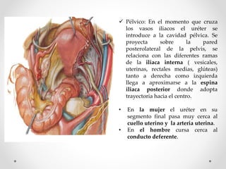  Pélvico: En el momento que cruza
los vasos iliacos el uréter se
introduce a la cavidad pélvica. Se
proyecta sobre la pared
posterolateral de la pelvis, se
relaciona con las diferentes ramas
de la iliaca interna ( vesicales,
uterinas, rectales medias, glúteas)
tanto a derecha como izquierda
llega a aproximarse a la espina
iliaca posterior donde adopta
trayectoria hacia el centro.
• En la mujer el uréter en su
segmento final pasa muy cerca al
cuello uterino y la arteria uterina.
• En el hombre cursa cerca al
conducto deferente.
 