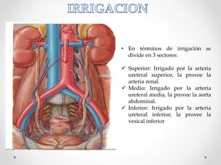 • En términos de irrigación se
divide en 3 sectores:
 Superior: Irrigado por la arteria
ureteral superior, la provee la
arteria renal.
 Medio: Irrigado por la arteria
ureteral media, la provee la aorta
abdominal.
 Inferior: Irrigado por la arteria
ureteral inferior, la provee la
vesical inferior
 