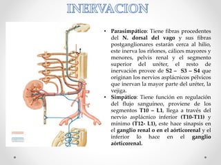 • Parasimpático: Tiene fibras procedentes
del N. dorsal del vago y sus fibras
postganglionares estarán cerca al hilio,
este inerva los riñones, cálices mayores y
menores, pelvis renal y el segmento
superior del uréter, el resto de
inervación provee de S2 – S3 – S4 que
originan los nervios asplácnicos pélvicos
que inervan la mayor parte del uréter, la
vejiga.
• Simpático: Tiene función en regulación
del flujo sanguíneo, proviene de los
segmentos T10 – L1, llega a través del
nervio asplácnico inferior (T10-T11) y
mínimo (T12- L1), este hace sinapsis en
el ganglio renal o en el aórticorenal y el
inferior lo hace en el ganglio
aórticorenal.
 