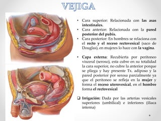 • Cara superior: Relacionada con las asas
intestinales.
• Cara anterior: Relacionada con la pared
posterior del pubis.
• Cara posterior: En hombres se relaciona con
el recto y el receso rectovesical (saco de
Douglas), en mujeres lo hace con la vagina.
• Capa externa: Recubierta por peritoneo
visceral (seroso), esta cubre en su totalidad
la cara superior, no cubre la anterior porque
se pliega y hay presente Tx. adiposo y la
pared posterior por serosa parcialmente ya
que el peritoneo se refleja en la mujer y
forma el receso uterovesical, en el hombre
forma el rectovesical
 Irrigación: Dada por las arterias vesicales
superiores (umbilical) e inferiores (iliaca
interna)
 
